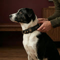 Black Collar